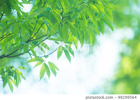 Refreshing spring sprouts Fresh green 99299564