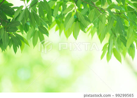 Refreshing spring sprouts Fresh green 99299565