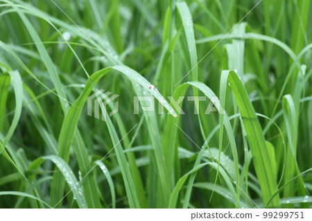 Raining grass Raining grass 99299751