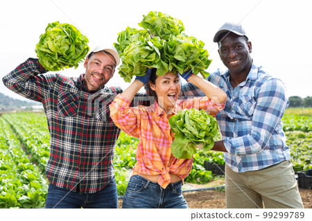 Three cheerful farmers are fooling around with lettuce in farmers field Three cheerful farmers are fooling around with lettuce in farmers field 99299789