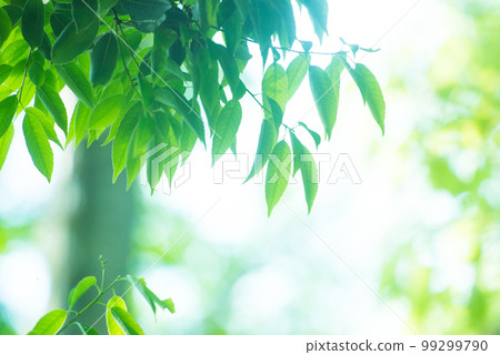 Refreshing spring sprouts Fresh green Refreshing spring sprouts Fresh green 99299790