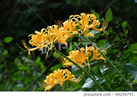 Cluster amaryllis Cluster amaryllis 99299791