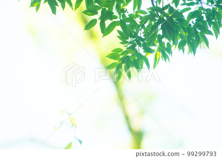 Refreshing spring sprouts Fresh green Refreshing spring sprouts Fresh green 99299793