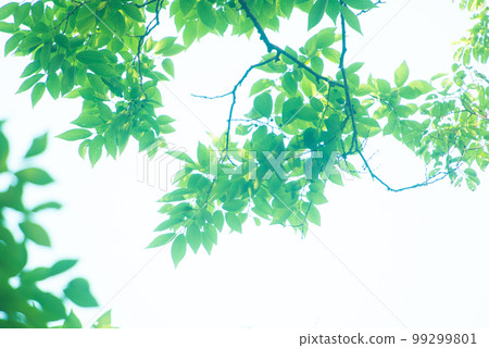 清新的春芽新綠 99299801