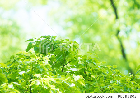 清新的春芽新綠 99299802