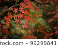 Autumn leaves 99299841