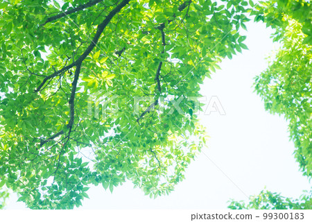 清新的春芽新綠 清新的春芽新綠 99300183