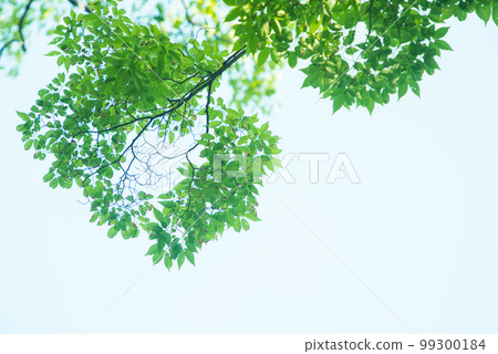 清新的春芽新綠 清新的春芽新綠 99300184