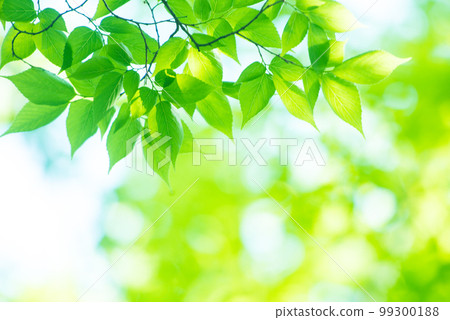清新的春芽新綠 99300188
