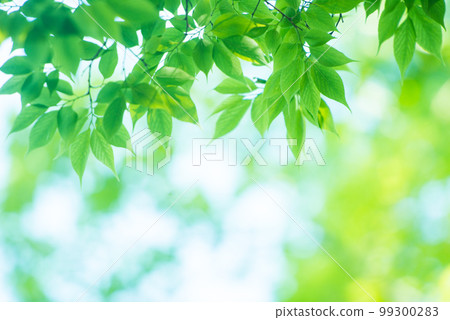 Refreshing spring sprouts Fresh green 99300283