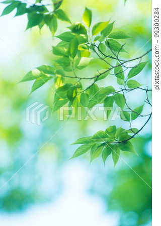 Refreshing spring sprouts Fresh green 99300284