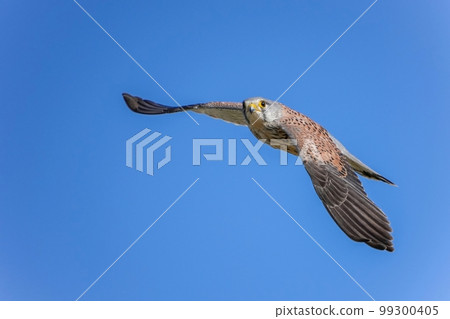 A male Kestrel raising a child who is busy looking for food in the blue sky background 99300405