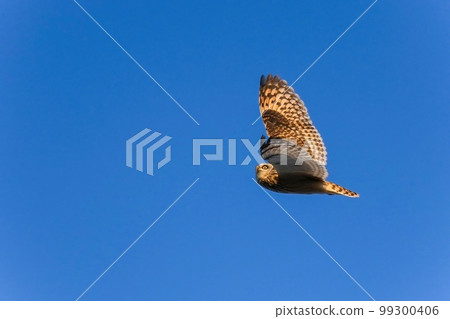 Short-eared owl flies while basking in the setting sun against the blue sky 99300406