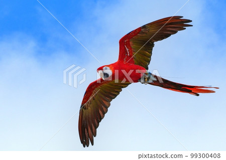 藍天綠翅金剛鸚鵡優雅飛翔的飛行場景 99300408