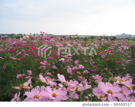 Cosmos field in full bloom and Banyu Bridge Cosmos field in full bloom and Banyu Bridge 99300517