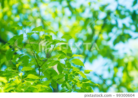清新的春芽新綠 清新的春芽新綠 99300604