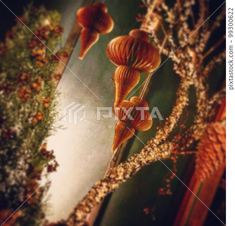 黃金與苔蘚 99300622