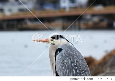 A gray heron staring at the surface of the river on the banks of the Seta River 99300625