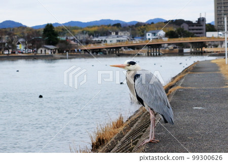 A gray heron staring at the surface of the river on the banks of the Seta River 99300626