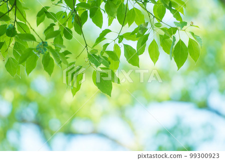 Refreshing spring sprouts Fresh green 99300923