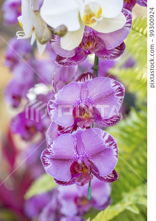The Beautiful Violet Orchid flowers in the garden. 99300924