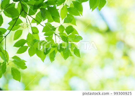 Refreshing spring sprouts Fresh green Refreshing spring sprouts Fresh green 99300925