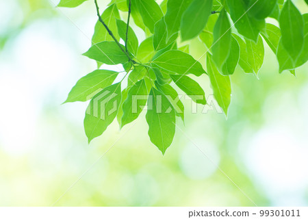 Refreshing spring sprouts Fresh green 99301011