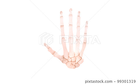 人類手骨的水彩插圖 99301319