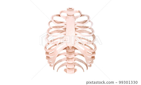 Watercolor illustration of human ribs Watercolor illustration of human ribs 99301330