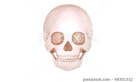 Watercolor style illustration of a human skull Watercolor style illustration of a human skull 99301332
