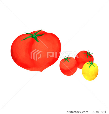 番茄和小番茄的水彩插圖 99301391