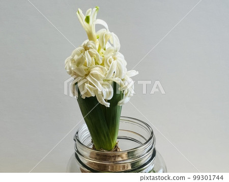 Hyacinth 99301744