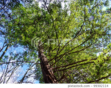 巨型紅杉 Sequoia Sequoia Sequoia 柏科 99302114