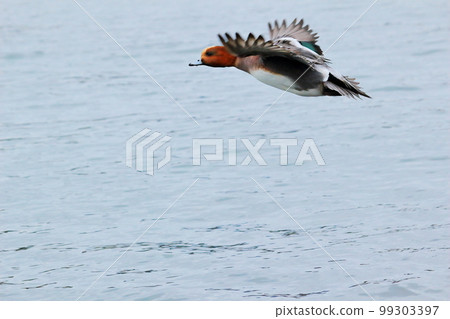 一隻鴨子飛走了 99303397