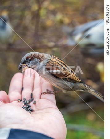 Sparrow eats seeds from a man's hand Sparrow eats seeds from a man's hand 99303978