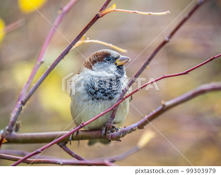Sparrow sits on a branch without leaves. Sparrow sits on a branch without leaves. 99303979