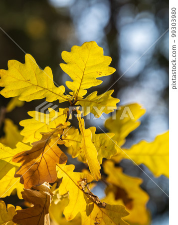 Oak branches with yellow leaves in autumn park 99303980