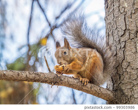 The squirrel with nut sits on tree in the autumn. Eurasian red squirrel, Sciurus vulgaris. The squirrel with nut sits on tree in the autumn. Eurasian red squirrel, Sciurus vulgaris. 99303986