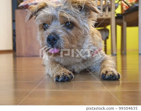 dog norfolk terrier 99304635