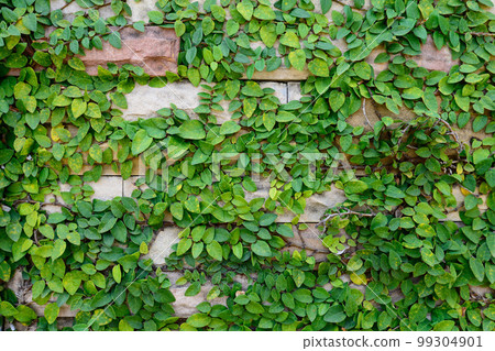 Plant growing on the surface of cutting rock wall. 99304901