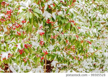 Close up shot of mature Pyracantha koidzumii cover in snow 99305528