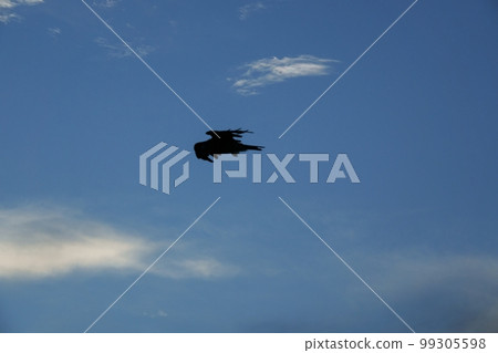 Afternoon summer sky with flying black kite ・220727pm 99305598