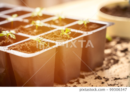 preparation of seedlings, the season of planting vegetables, a concept 99306347