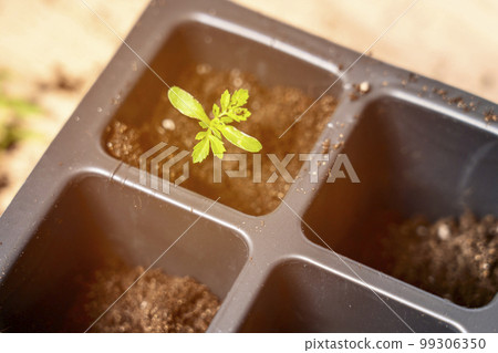 preparation of seedlings, the season of planting vegetables, a concept 99306350