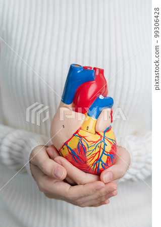 Woman holding human Heart model. Cardiovascular Diseases, Atherosclerosis, Hypertensive Heart, Valvular Heart, Aortopulmonary window, world Heart day and health concept 99306428
