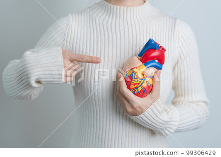 Woman holding human Heart model. Cardiovascular Diseases, Atherosclerosis, Hypertensive Heart, Valvular Heart, Aortopulmonary window, world Heart day and health concept Woman holding human Heart model. Cardiovascular Diseases, Atherosclerosis, Hypertensive Heart, Valvular Heart, Aortopulmonary window, world Heart day and health concept 99306429