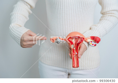 Woman holding Uterus and Ovaries model. Ovarian and Cervical cancer, Cervix disorder, Endometriosis, Hysterectomy, Uterine fibroids, Reproductive system and Pregnancy concept Woman holding Uterus and Ovaries model. Ovarian and Cervical cancer, Cervix disorder, Endometriosis, Hysterectomy, Uterine fibroids, Reproductive system and Pregnancy concept 99306430