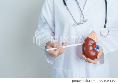 Doctor holding Anatomical kidney Adrenal gland model. disease of Urinary system and Stones, Cancer, world kidney day, Chronic kidney, Urology, Nephritis, Renal and Transplant concept 99306439