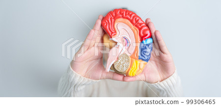 Woman holding human Brain model. World Brain Tumor day, Brain Stroke, Dementia, alzheimer, parkinson and world mental health concept 99306465