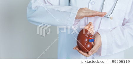 Doctor holding Anatomical kidney Adrenal gland model. disease of Urinary system and Stones, Cancer, world kidney day, Chronic kidney, Urology, Nephritis, Renal and Transplant concept Doctor holding Anatomical kidney Adrenal gland model. disease of Urinary system and Stones, Cancer, world kidney day, Chronic kidney, Urology, Nephritis, Renal and Transplant concept 99306519